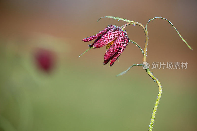 贝母，蛇头特写