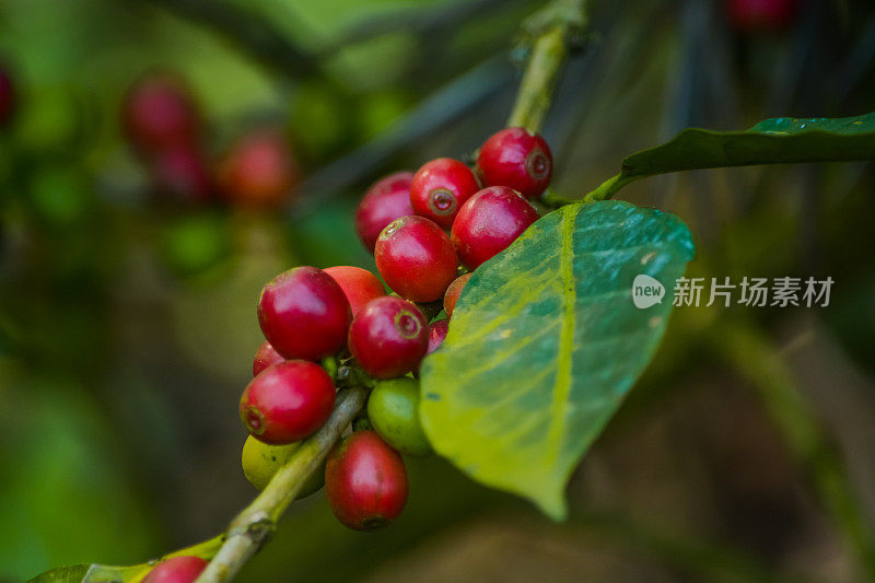 植物里的一束红咖啡樱桃