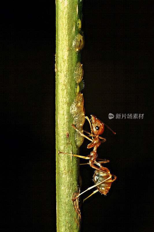 垂直树枝上的蚂蚁和蚜虫(黑色背景)