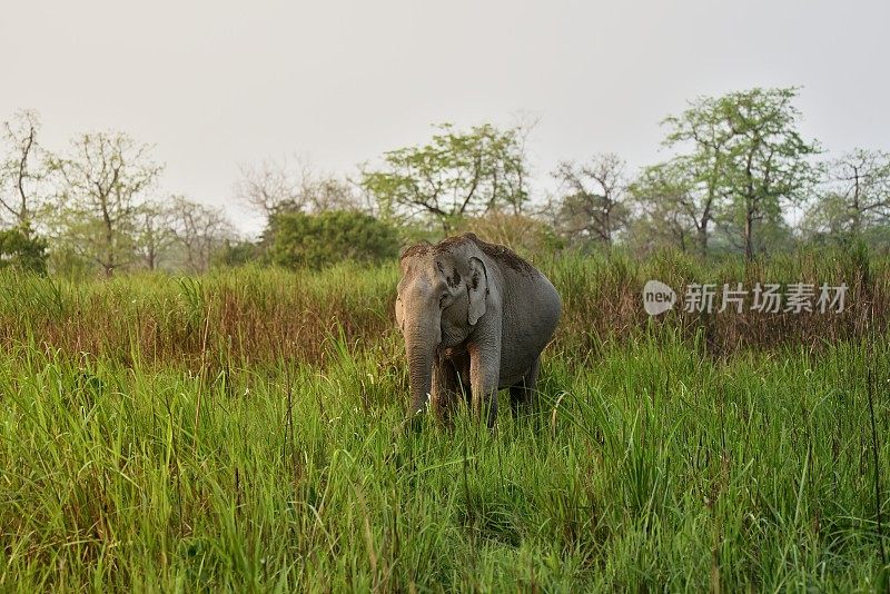草地上怀孕的亚洲象