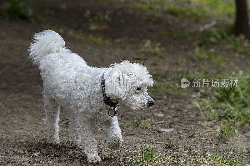 小白狗在脏兮兮的狗公园里散步