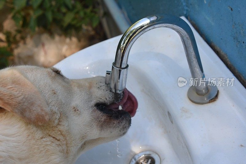 狗从喷泉里喝水