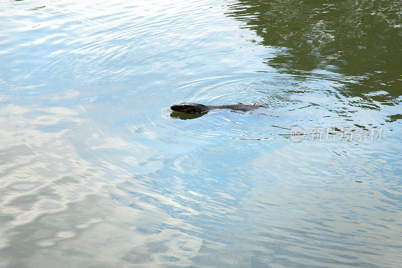 亚洲马来亚水监测蜥蜴在曼谷的朗菲尼公园游泳