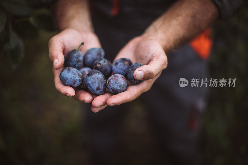 李子丰收。农民们手里拿着刚收获的李子