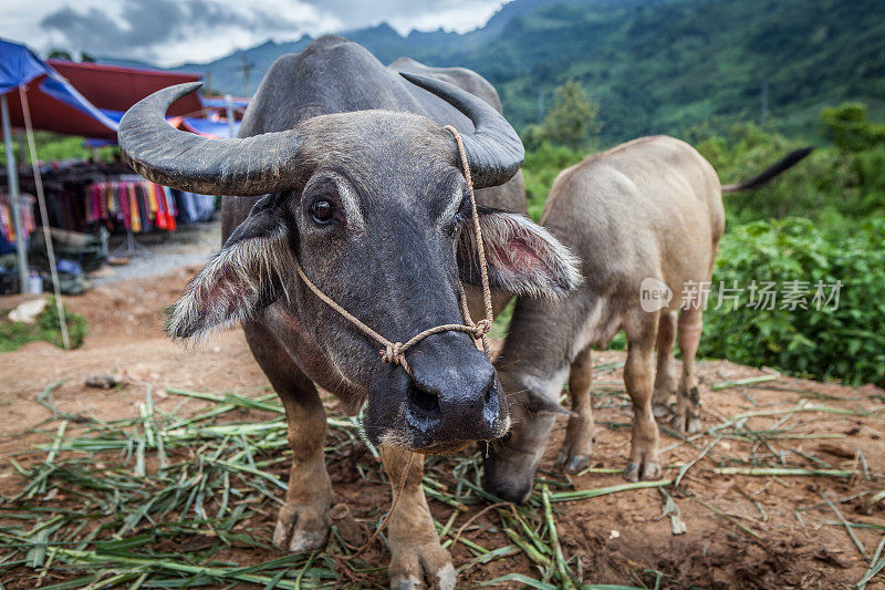 水牛，越南