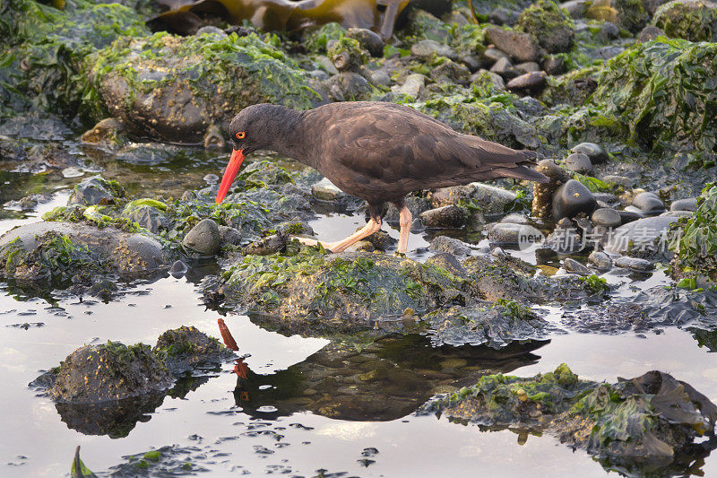 不列颠哥伦比亚省温哥华岛海岸线上，黑色的捕牡蛎鸟正在惠芬斯派克公园捕猎