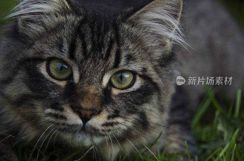 一只猫的特写镜头透过草丛望向相机