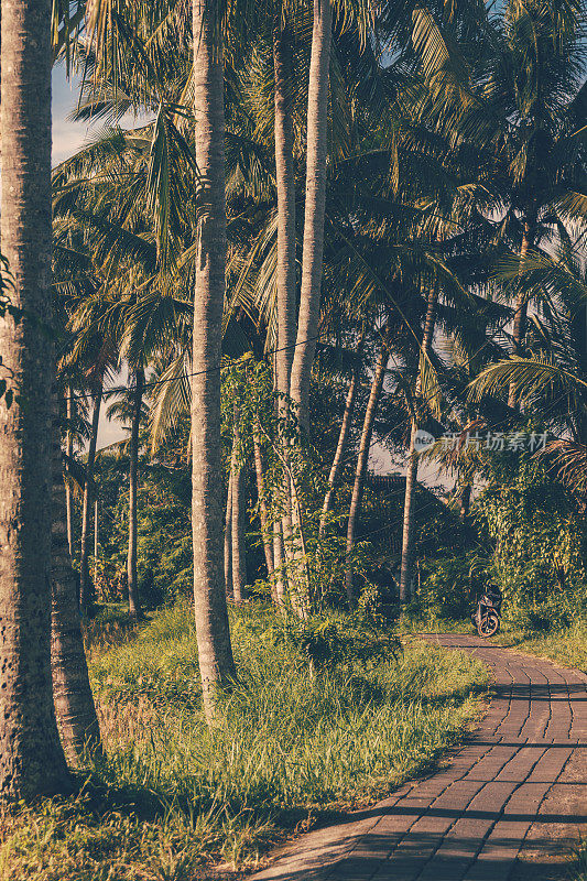 在巴厘岛乌布穿过稻田和棕榈树的道路