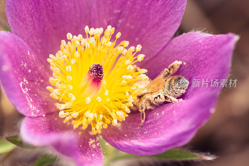 蜜蜂从番红花中采集花粉