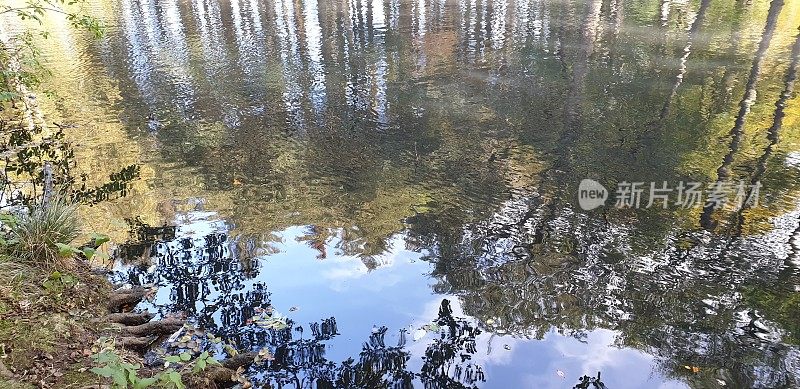 池水倒映着树木