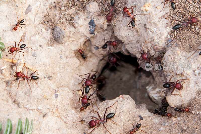 红蚂蚁和蚁丘的入口