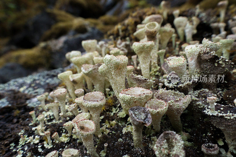 地衣群(Cladonia)