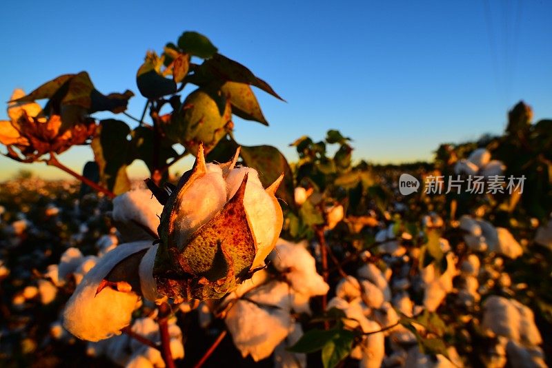 晚光下田间棉铃广角宏