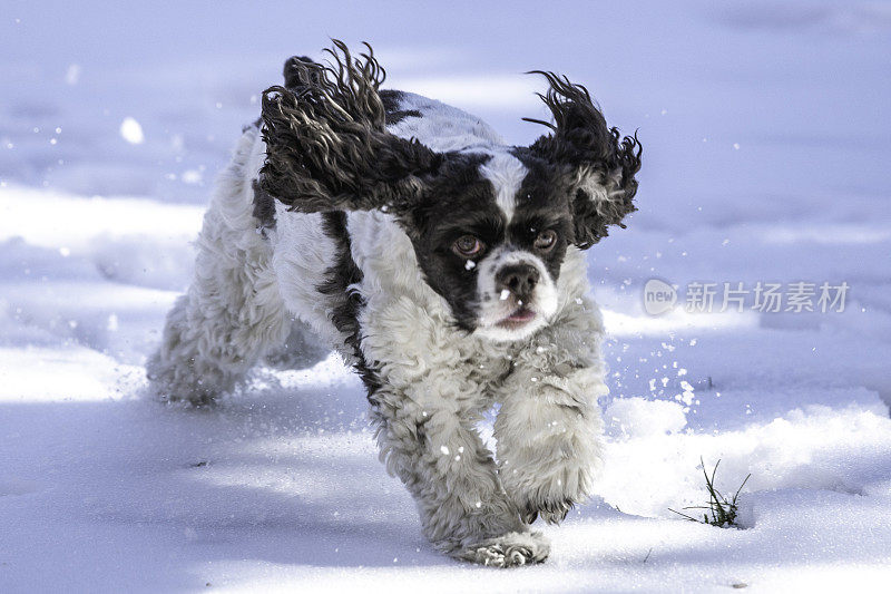 可卡犬小狗在雪地里奔跑