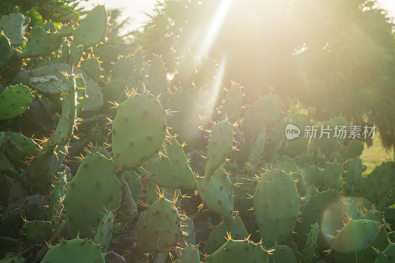 仙人掌植物栽培