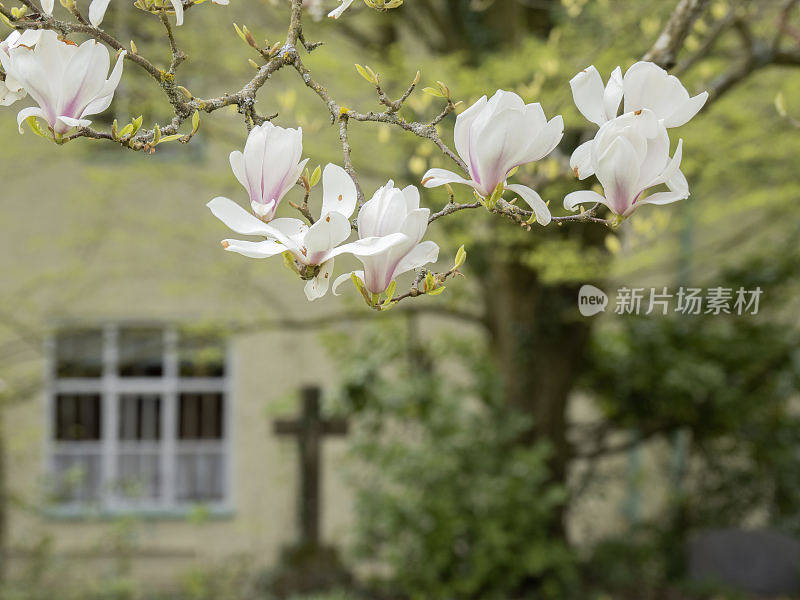 开花树春天自然树四月五月比奥利教堂教堂墓地英国伍斯特郡