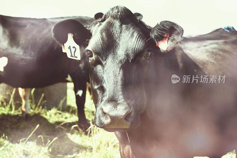 直到母牛回家-奶牛在农村的场景