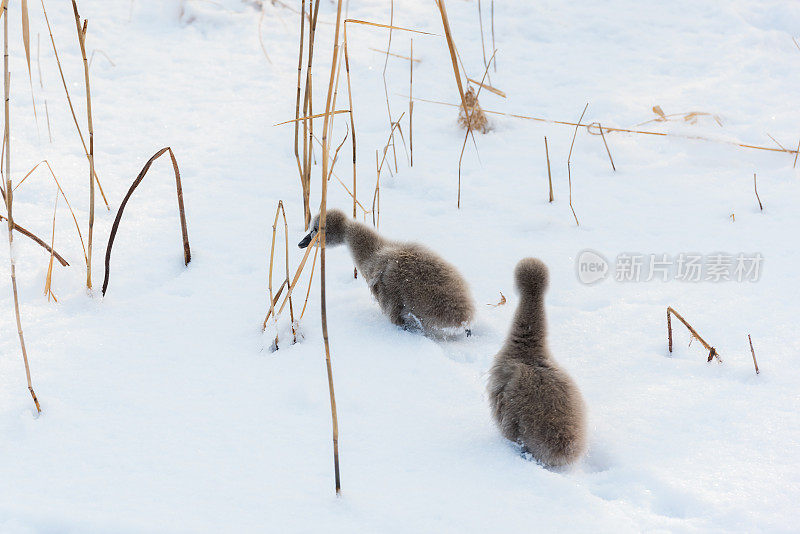 雪中可爱的黑天鹅小天鹅