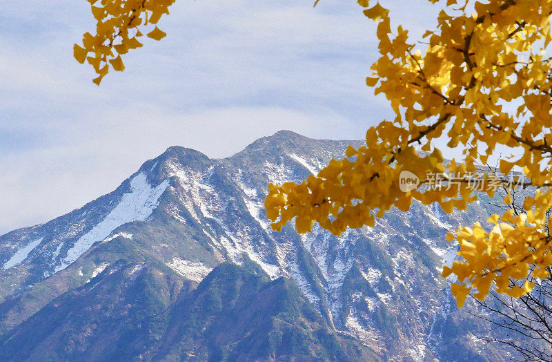 银杏树和雪山