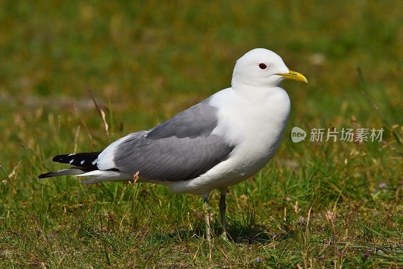 迪纳利NP萨维奇河的鸥叫声