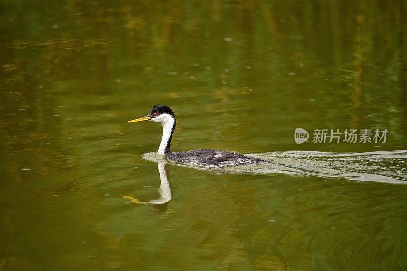 西方水鸟游泳