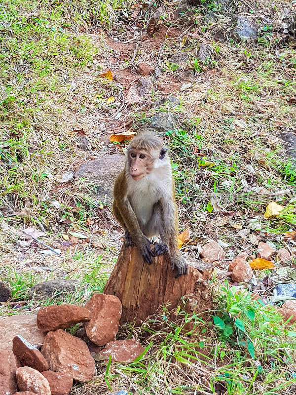 斯里兰卡西格里亚狮子岩的野生猴子