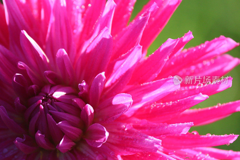 彩色的，明亮的粉红色菊花盛开在花园的边界上，以模糊的绿色背景