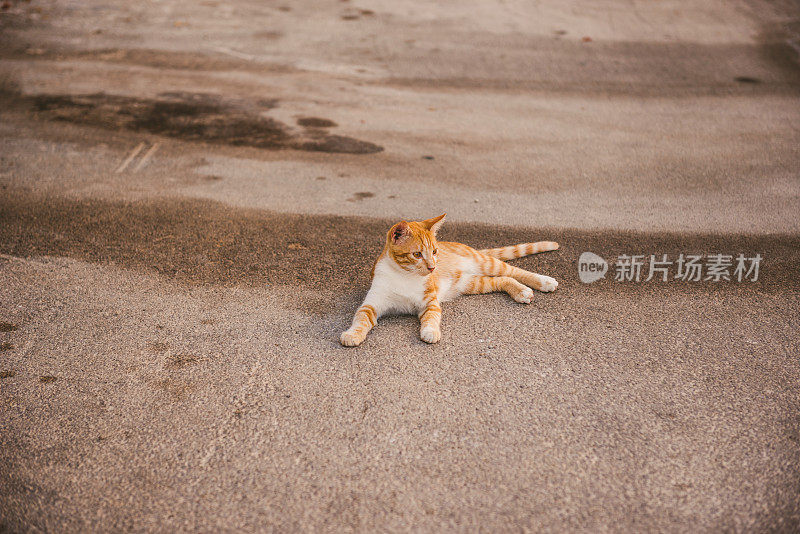 希腊喀帕索斯的流浪猫