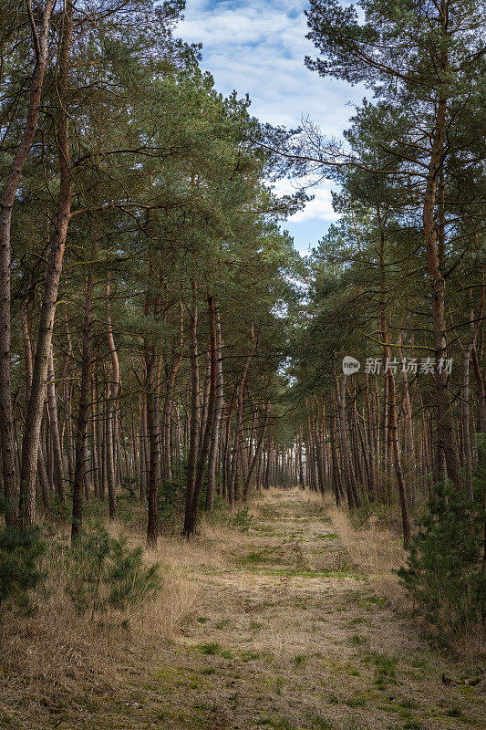 在早春的一天，松林自然保护区在Overijssel