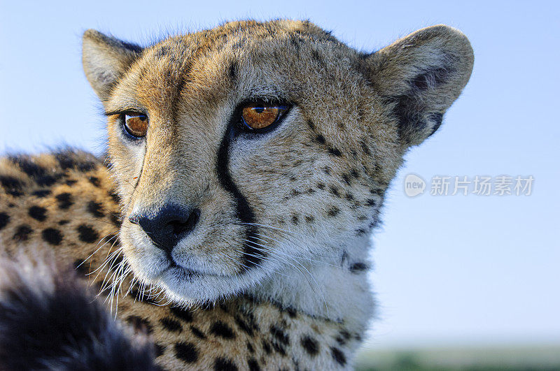 野生猎豹坐在Safari车顶的特写