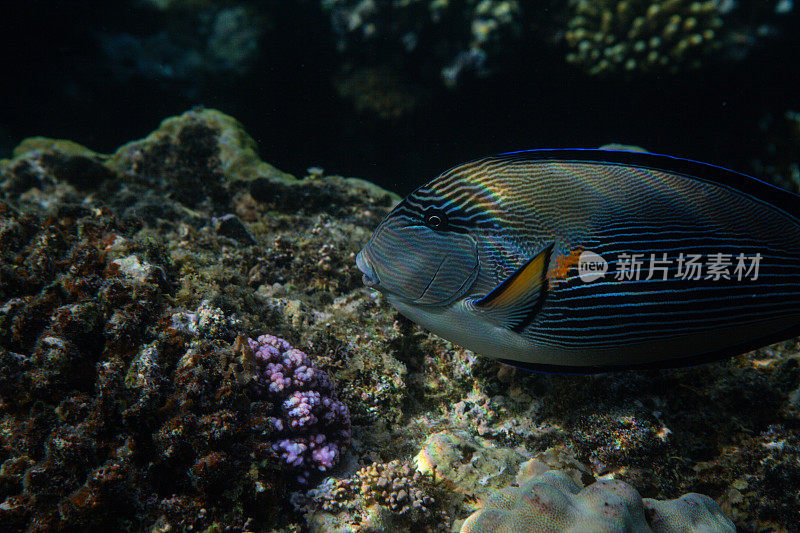 热带鱼，海洋生物，