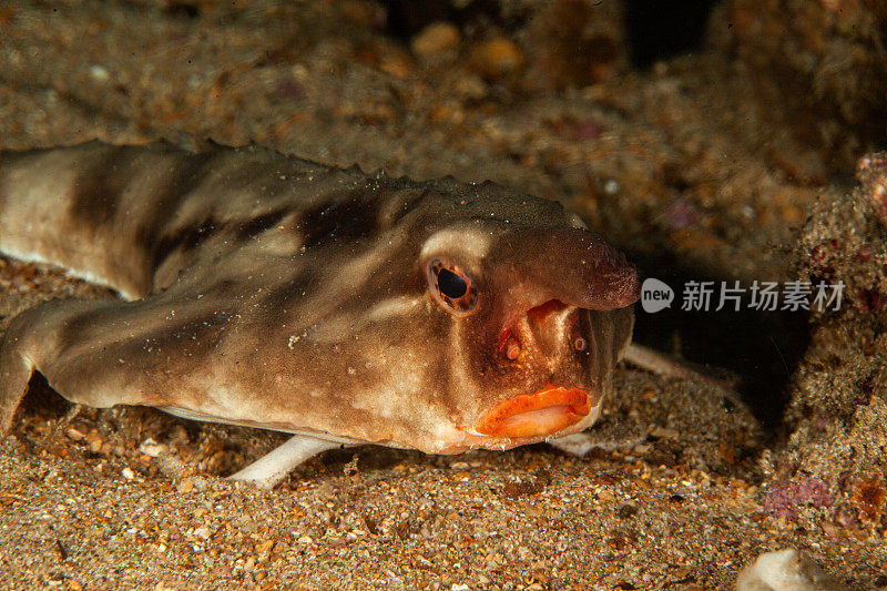 热带鱼，海洋生物，