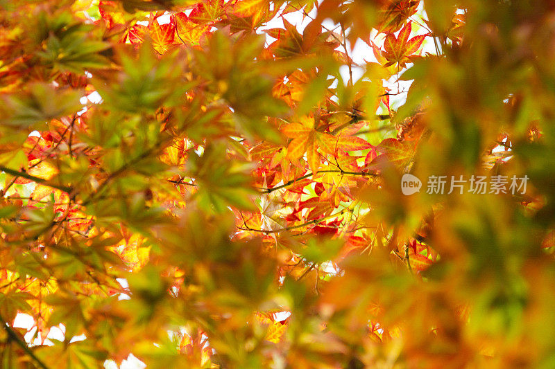秋天。橘色枫树叶的近景。自然的概念。
