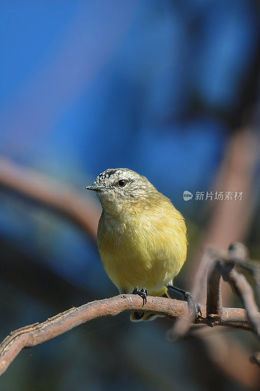 黄色的残余Thornbill