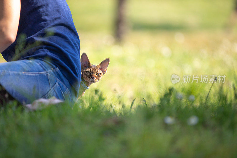 德文郡雷克斯小猫从坐在草地上的女主人身后偷窥
