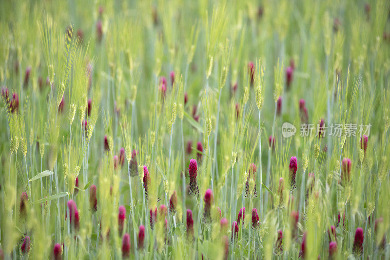 麦田里盛开的野生深红色三叶草