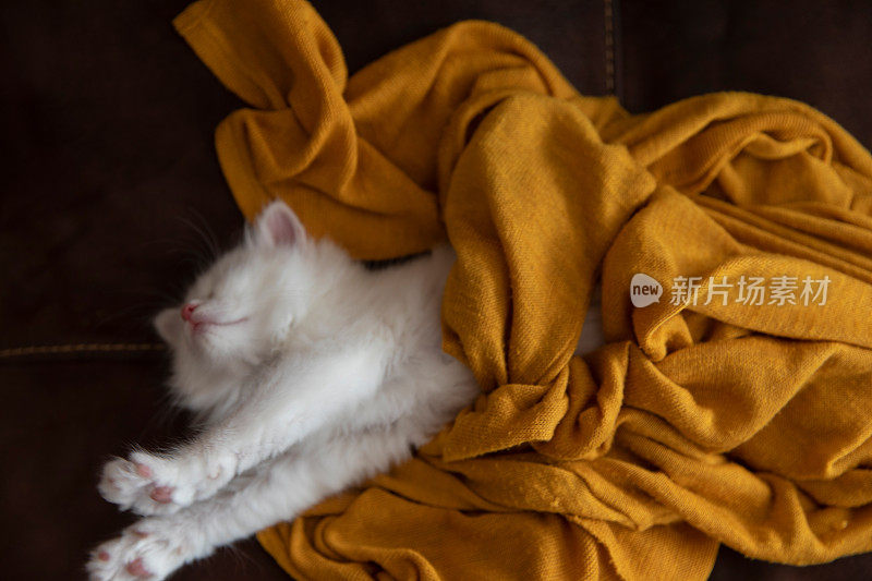 快乐的睡觉的白色可爱的小猫，盖着毛茸茸的毯子