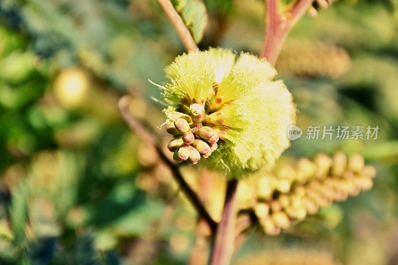 灌木金合欢(金合欢)花