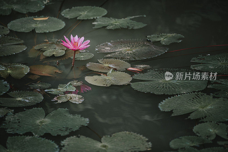 荷花池塘对黑暗的林地背景