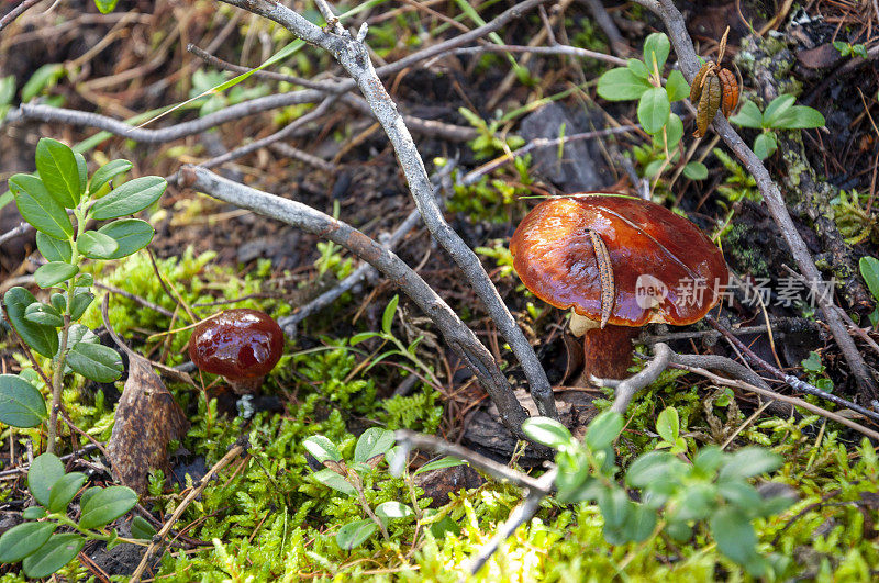 牛油蘑菇生长在冻土带森林的棕色树叶和绿色草地中
