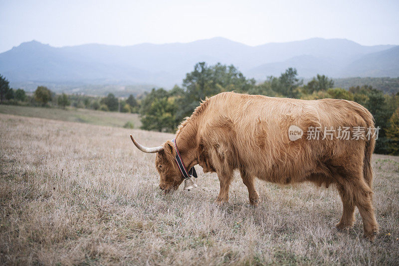 苏格兰高地的母牛在山上吃草。