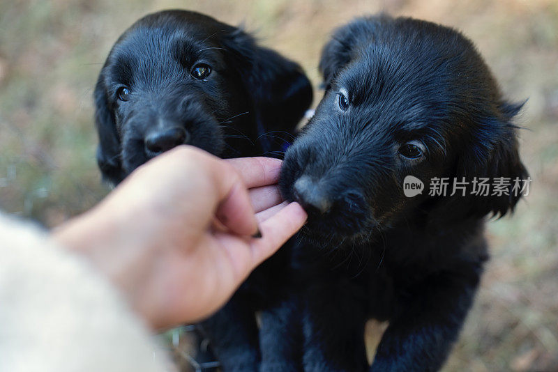 纯种平毛寻回犬六周幼犬在户外。