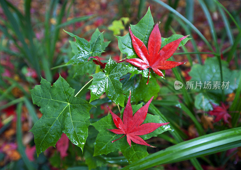 11月，多塞特的枫树叶和枫叶在冬季开始时呈现出鲜艳的色彩