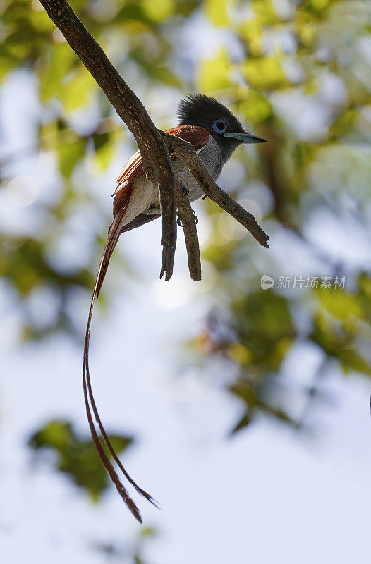 非洲paradise-flycatcher