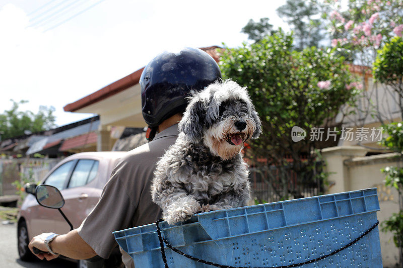 宠物狗巡航