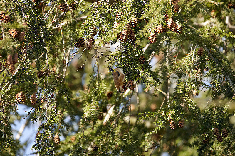 铁杉上的欧洲金翅雀