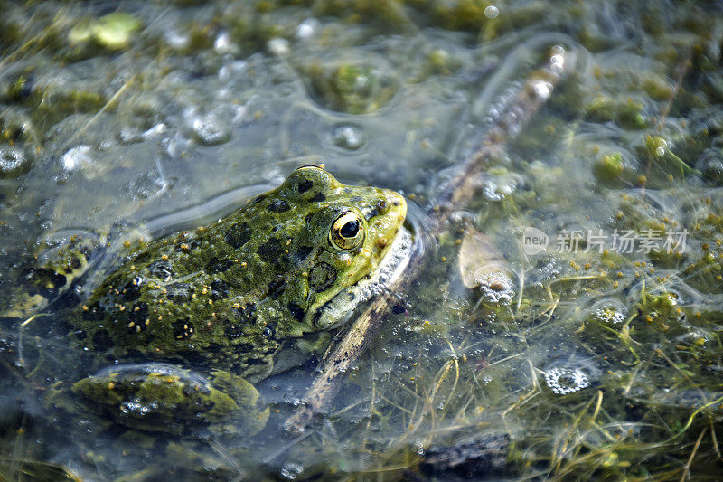 湖中的青蛙