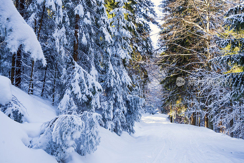 白雪皑皑的森林在山上与太阳融霜的部分。