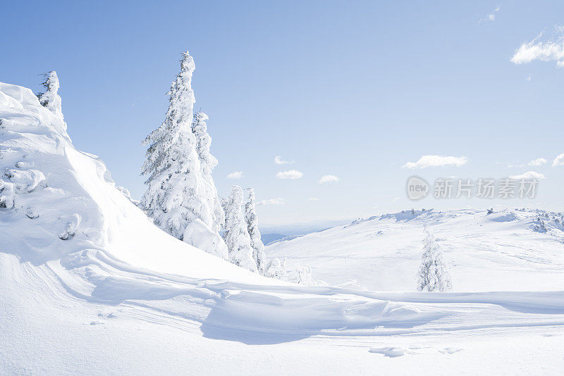 在斯洛文尼亚，冰雪覆盖的树木与蓝天为背景，在极地天气与蓝天为背景