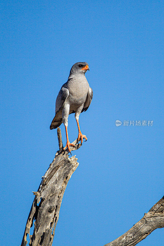 苍鹰栖息在一棵俯瞰喀拉哈里沙漠的树上，吟唱着苍白的歌